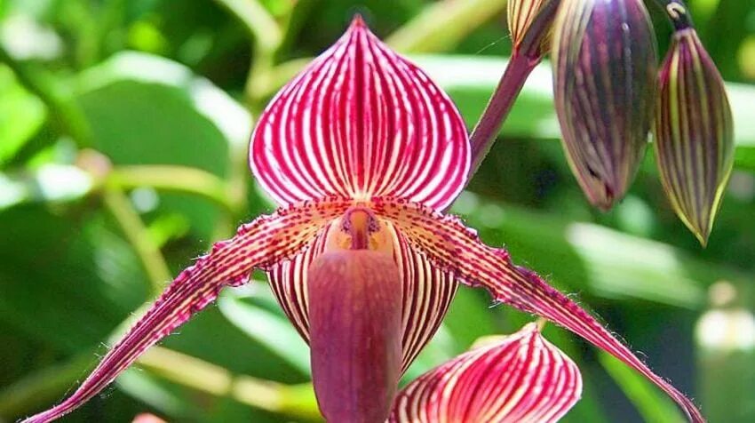 Орхидея золото Кинабалу. Дикая Орхидея «золото Кинабалу». Кинабалу Малайзия орхидеи. Золотой Кинабалу цветок. Золото кинабалу