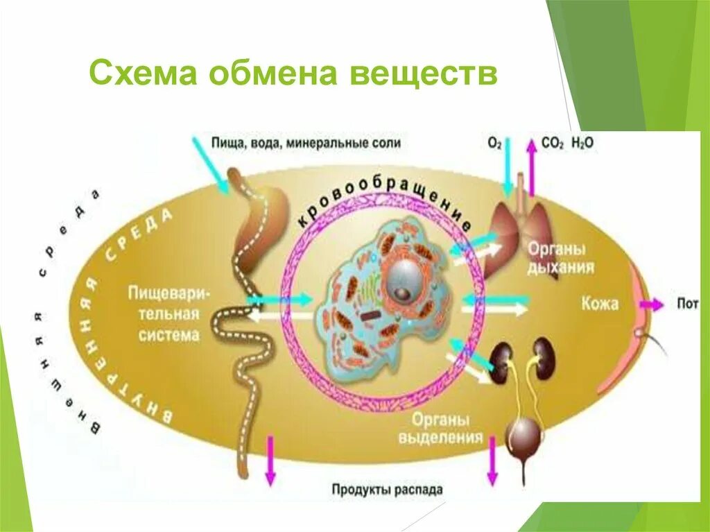 Пример процесса ассимиляции в организме человека. Схема обмена веществ. Обмен веществ у человека схема. Обмен веществ метаболизм схема. Диссимиляция схема.