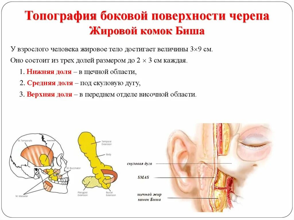 Жировой комок. Жировой комок биша анатомия. Жировое тело щеки биша отростки. Отростки жирового комка биша. Жировой комок биша анатомия.