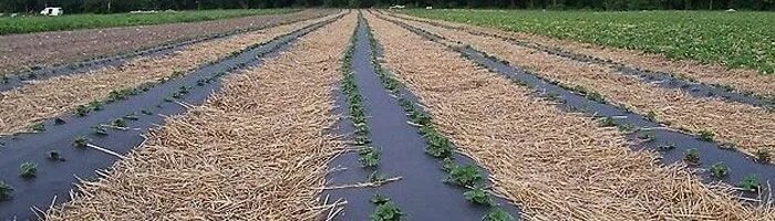 Капельный полив клубники агроволокно. Посадка клубники на агроволокно. клубника под укрывным материалом. высадка клубники на агроволокно. посадка клубники на черный укрывной материал.