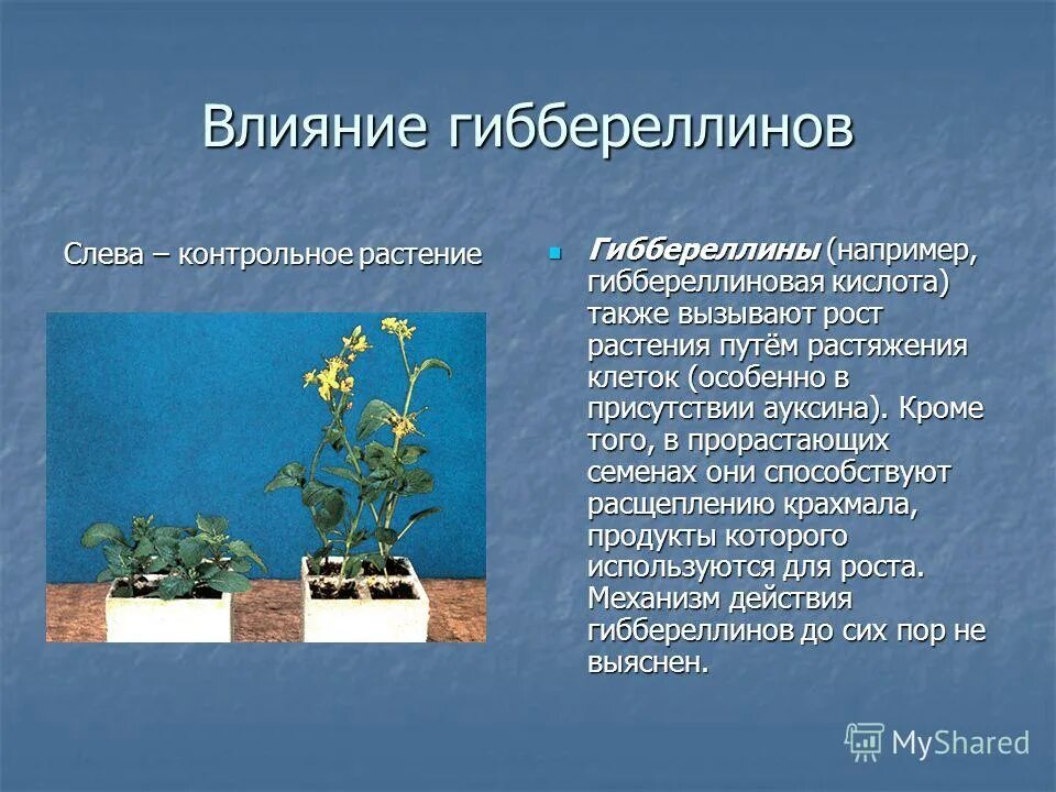 Подавляющие рост растений. Подавляющие рост растений. Подавляющие рост растений. Как растут растения съемка. Семя проросток цветущее растение.