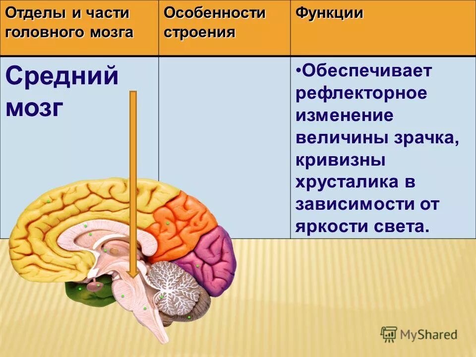 Строение и функции отделов головного мозга. Головной мозг человека его отделы и функции отделов. Головной мозг человека его отделы функции отделов головного мозга. Строение мозга 8 класс биология.