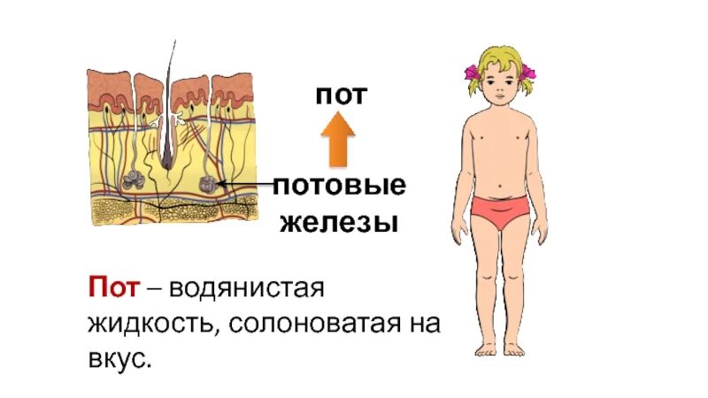 В каком слое расположены потовые железы. Потовые железы у человека расположение. Строение потовых желез человека. Потовые железы в коже человека.