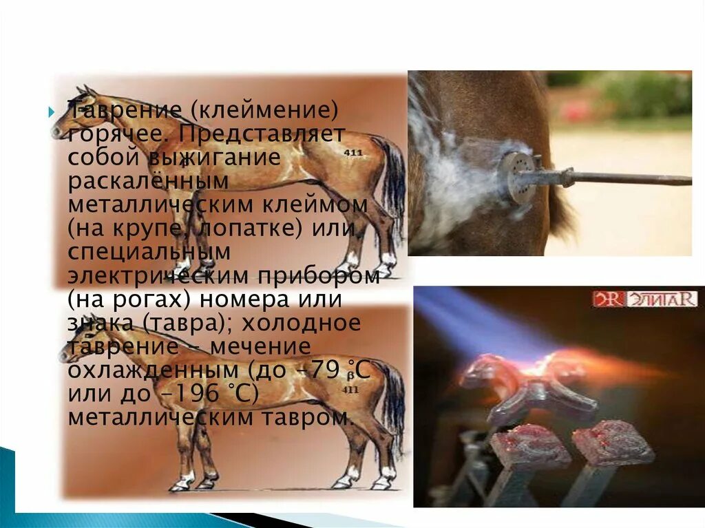 Клеймение лошадей сканворд. Клеймение лошадей сканворд. Тавро для холодного таврения. Клеймение лошадей сканворд. Горячее таврение лошадей.
