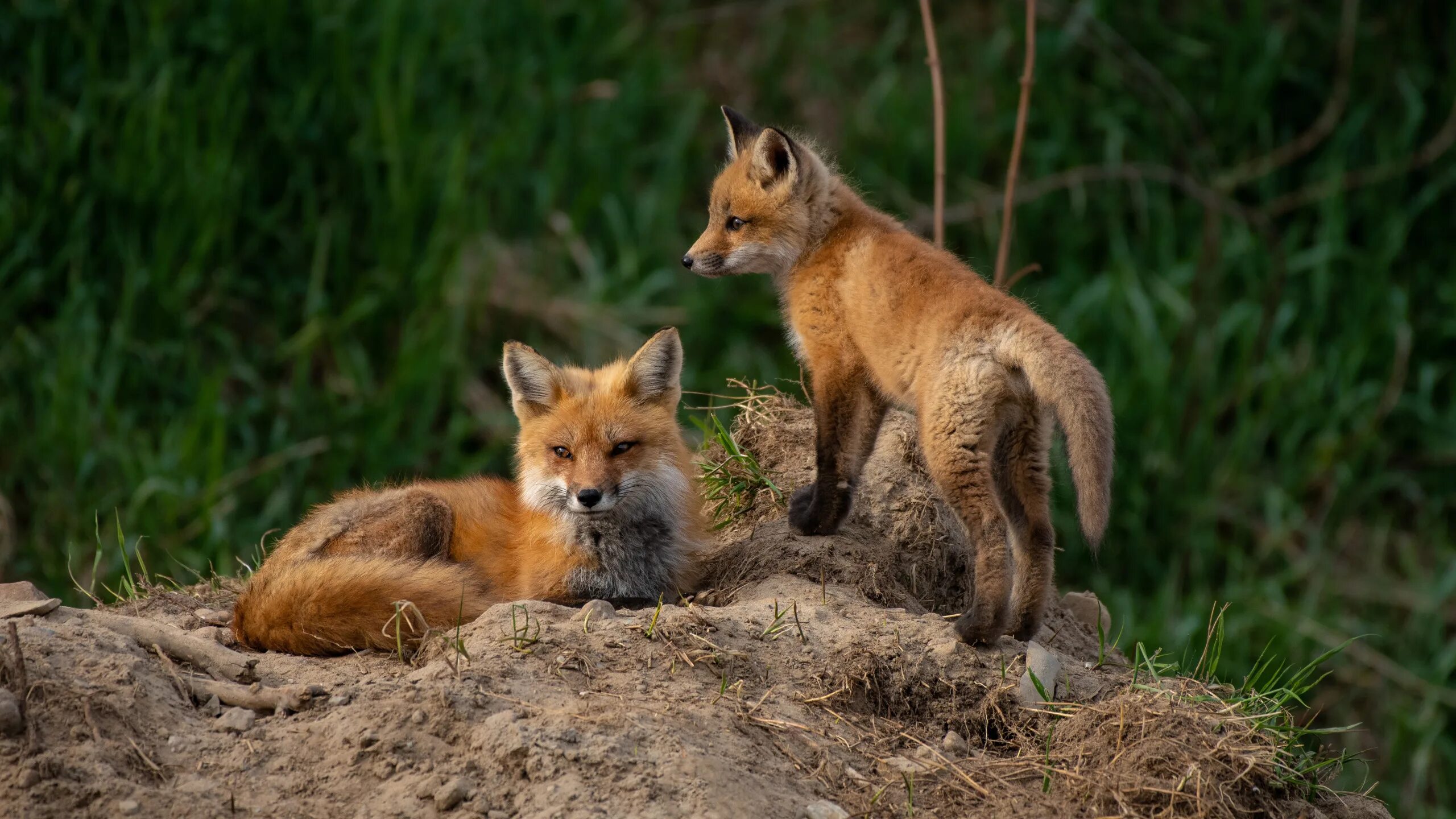 Лисенок обои. 5 Лисят. Лисы несколько. Мама лиса с двумя лисятами. Fox mom