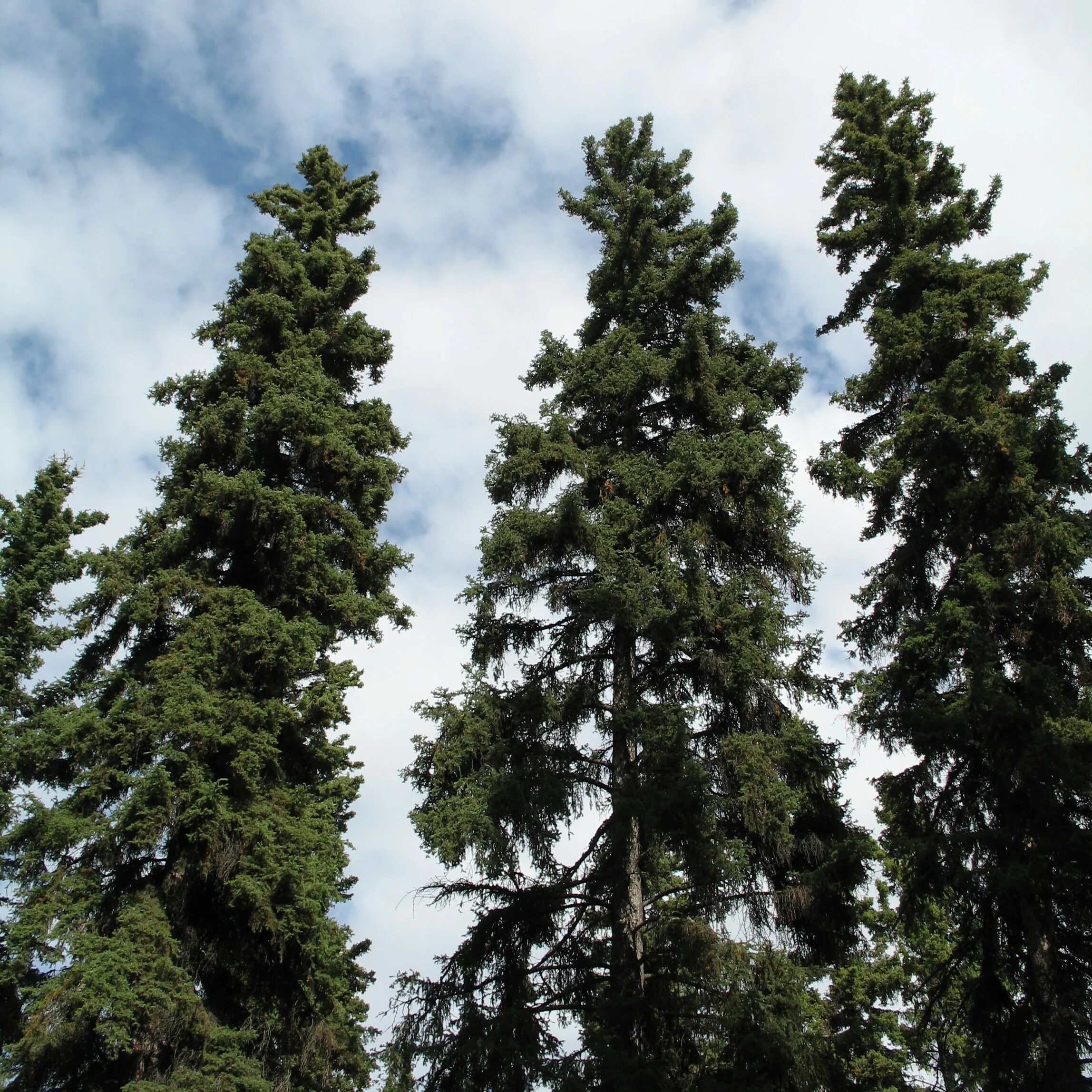 Спрус – канадская черная ель. Ель черная Picea Mariana. Ель Северной Америки. Пихта канадская Спрус.