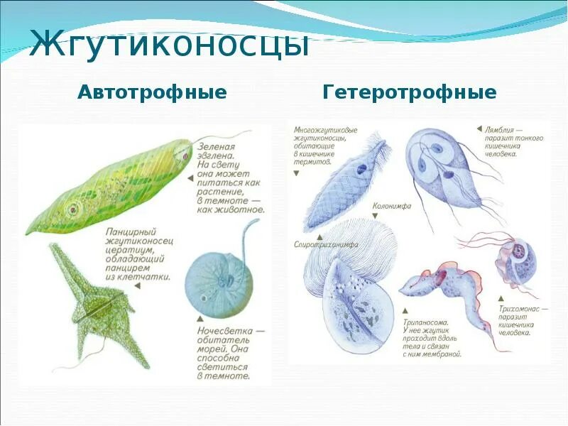 Как размножаются жгутиконосцы и инфузории кратко. Как размножаются жгутиконосцы и инфузории кратко