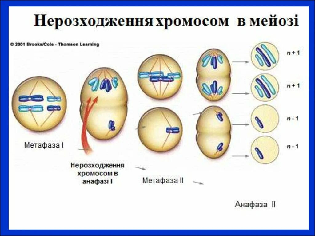 Мейоз анафаза 2 набор хромосом. Анафаза 2 и метафаза 2 набор хромосом. Метафаза анафаза. Метафаза набор хромосом. Нерасхождение хромосом в анафазе 1 и анафазе 2 мейоза.