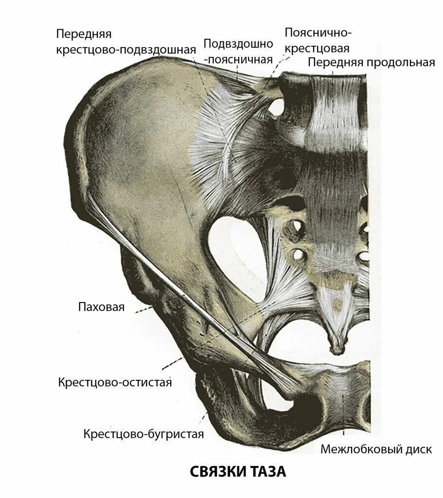Крестец подвздошная кость. Крестцово-остистая связка анатомия. Костно связочный аппарат таза. Костно-связочная основа таза топографическая анатомия. Сакротуберальная связка анатомия.