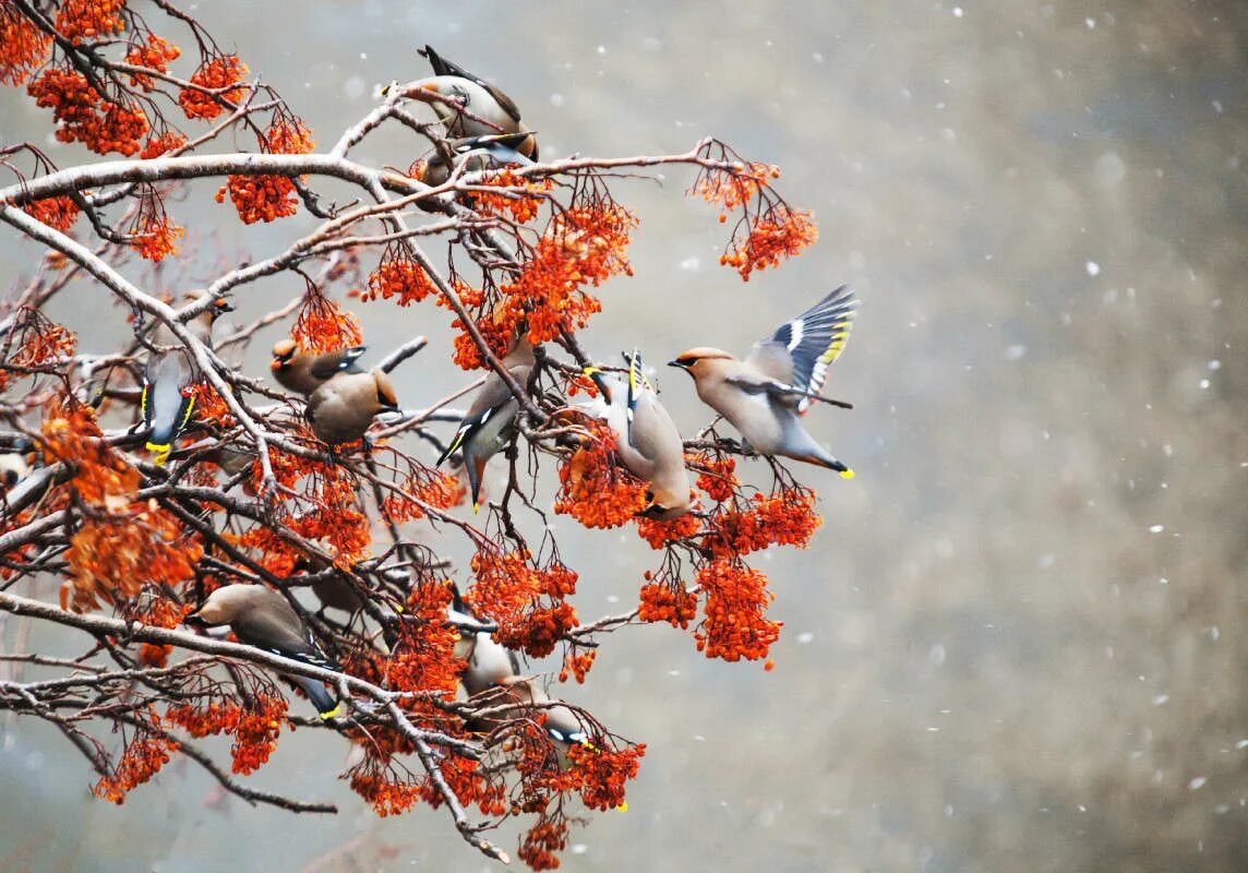 скворец на березе. скворец обыкновенный ‒ sturnus vulgaris (l. скворец (весна). прилет скворцов весной. осенние скворцы.