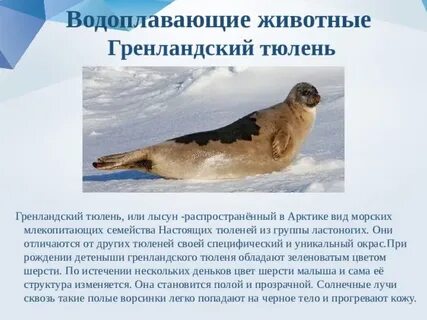 Известно что гренландский тюлень