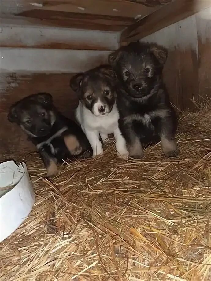Продам отдам щенка