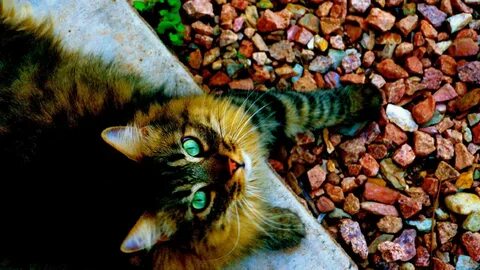 I am green cat