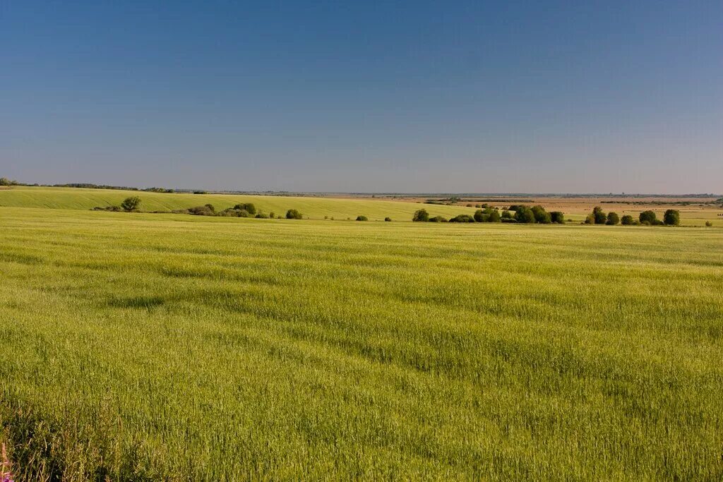 Владимирское ополье. Владимирско суздальское ополье. Рельеф ополье. Ополье в ивановской области. Владимирское ополье.