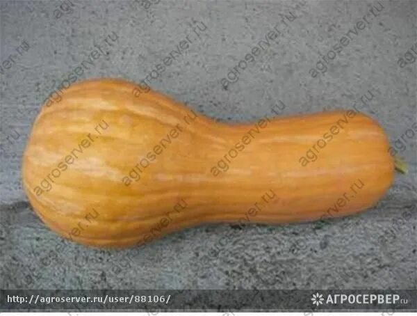 Лунга ди наполи семена. Тыква лунга ди наполи фото. Тыква лунга ди. Тыква лунга ди. Тыква неаполь лонг.