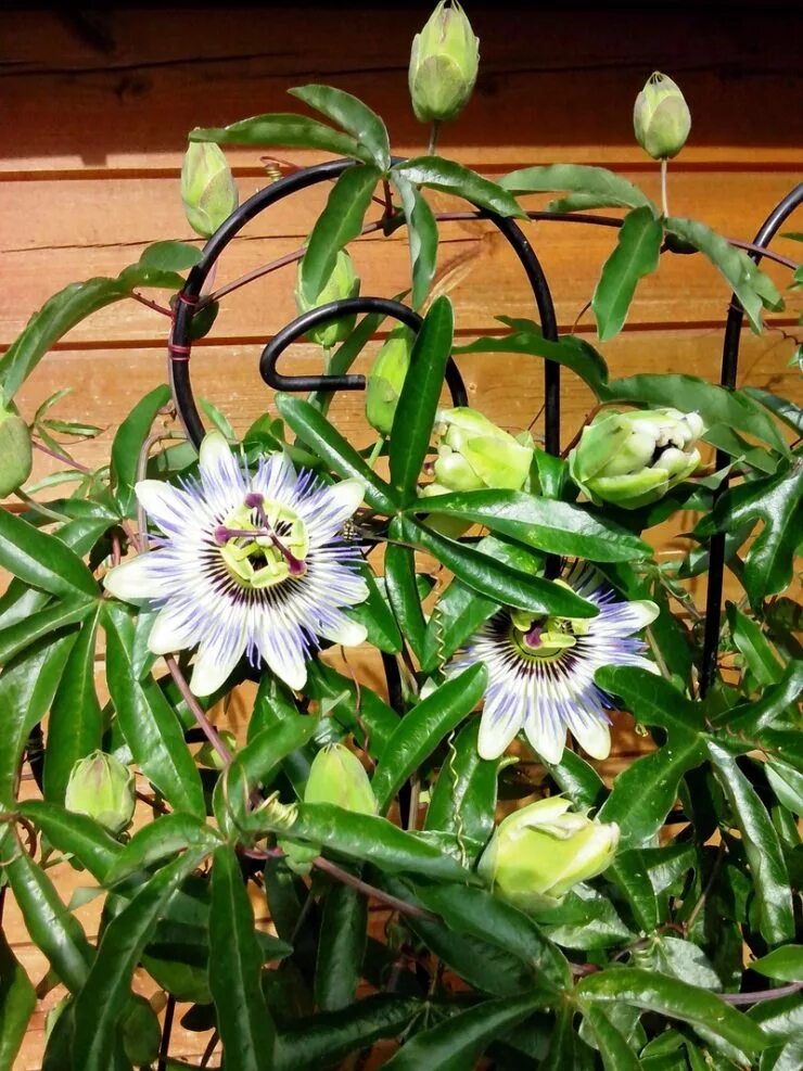 Love passion flower Climbing flowers, Flowering vines, Container flowers