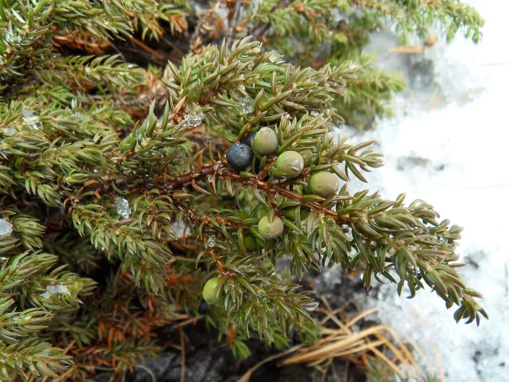 можжевельник таежный ягоды. можжевельник сибирский обыкновенный juniperus sibirica. лекарственные и целебные свойства можжевельника. можжевельник финикийский juniperus phoenicea. можжевельник сибирский обыкновенный.