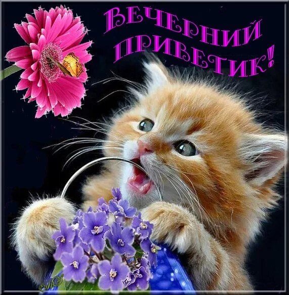 Добрый вечер картинки пожелания с животными. Открытка с вечерним приветиком. приветик хорошего вечера. добрый вечерний приветик. вечерний приветик от меня.