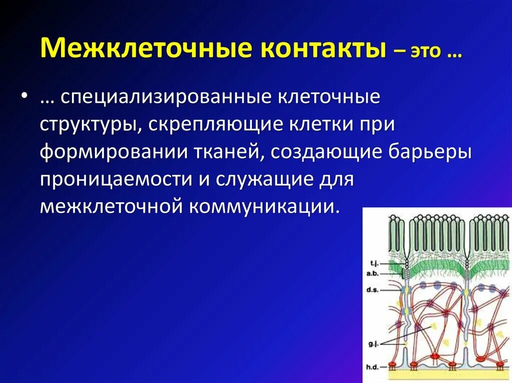 Контакты между клетками функции. Схема строения межклеточных контактов. Коммуникационные соединения клеток. Классификация клеточных контактов механические. Типы межклеточных контактов таблица.