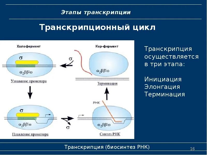 Элонгация транскрипции. Элонгация и терминация транскрипции. Транскрипция в биологии инициация элонгация терминация. Синтез РНК этапы транскрипции. Этапы транскрипции инициация.