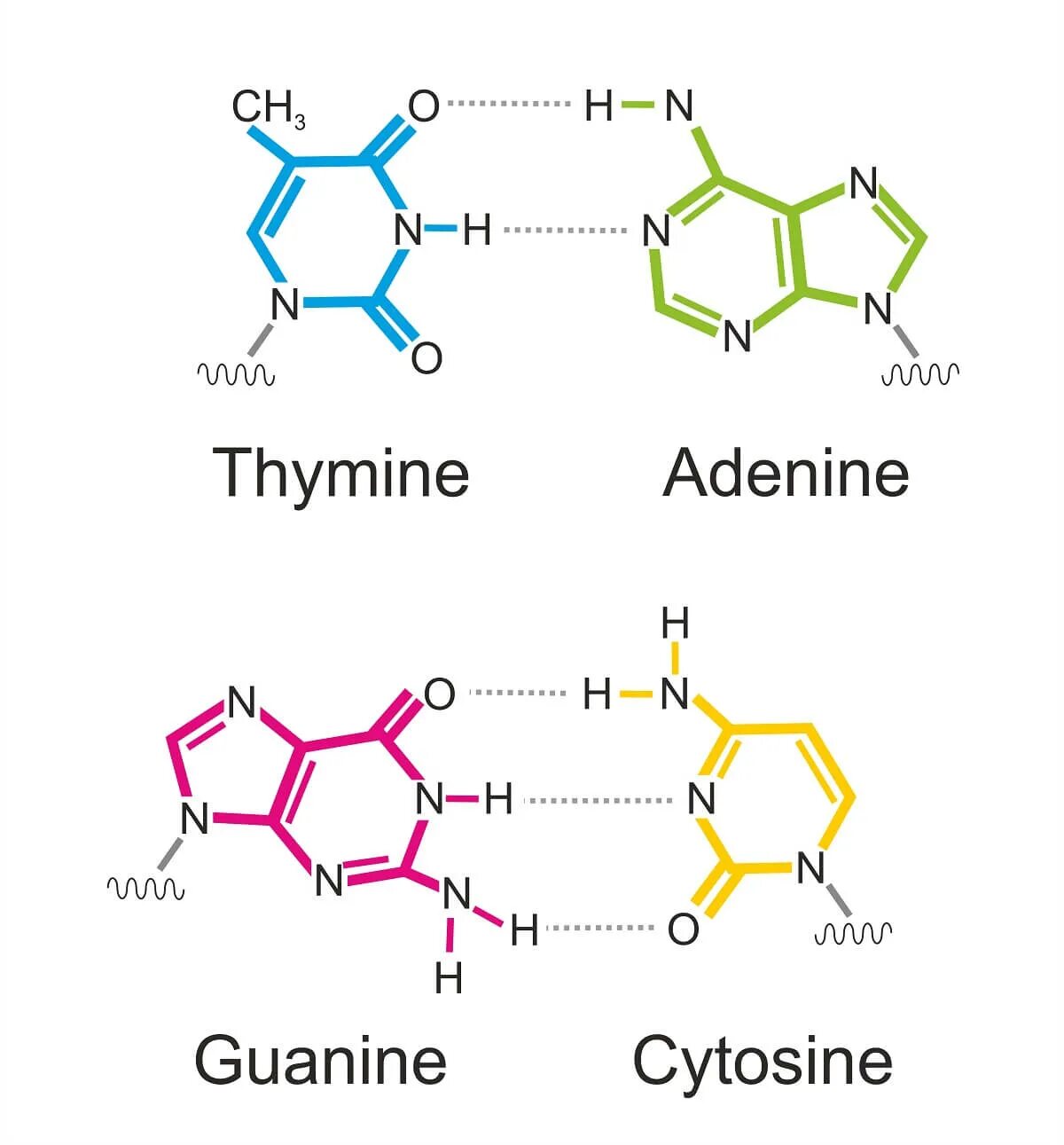 Аденин гуанин цитозин Тимин. Аденин урацил гуанин цитозин. Аденин гуанин комплементарность. Аденин гуанин цитозин Тимин формулы.