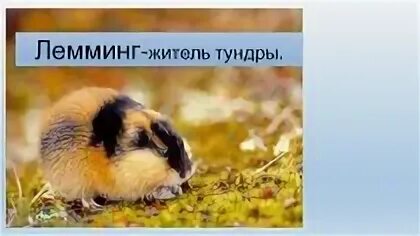Лемминг сообщение для 4 класса окружающий мир