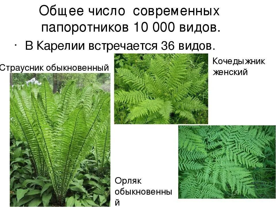 Приведите по три примера растений папоротниковидные. Папоротники многообразие видов. Папоротники названия. Виды папоротников названия. Современные папоротники.