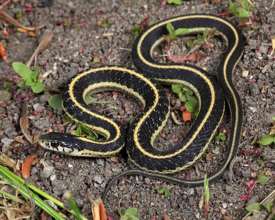 Thamnophis elegans. Подвязочная змея (Thamnophis sirtalis). Подвязочная змея пестрая (Thamnophis Marcianus). Калифорнийский подвязочный уж.