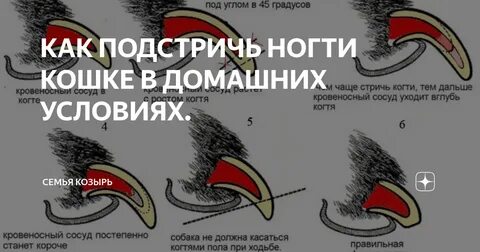 Как правильно подстричь ногти коту