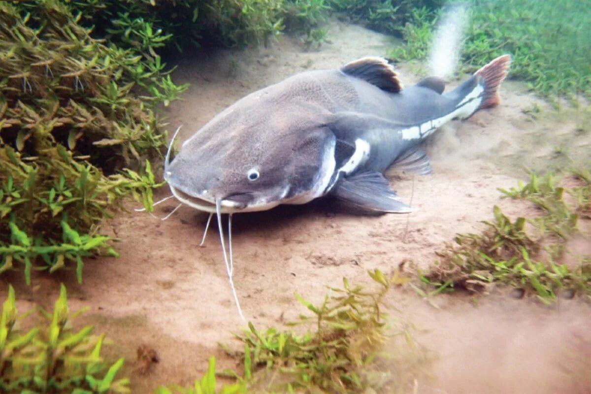 Silurus GLANIS рыба. Кэтфиш рыба. Сомик Озерный. Сом обыкновенный Silurus GLANIS.