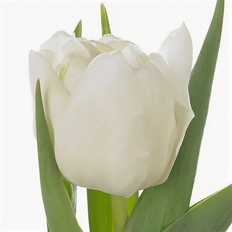 Tulip Ice Rif авторское фото BUFL.RU