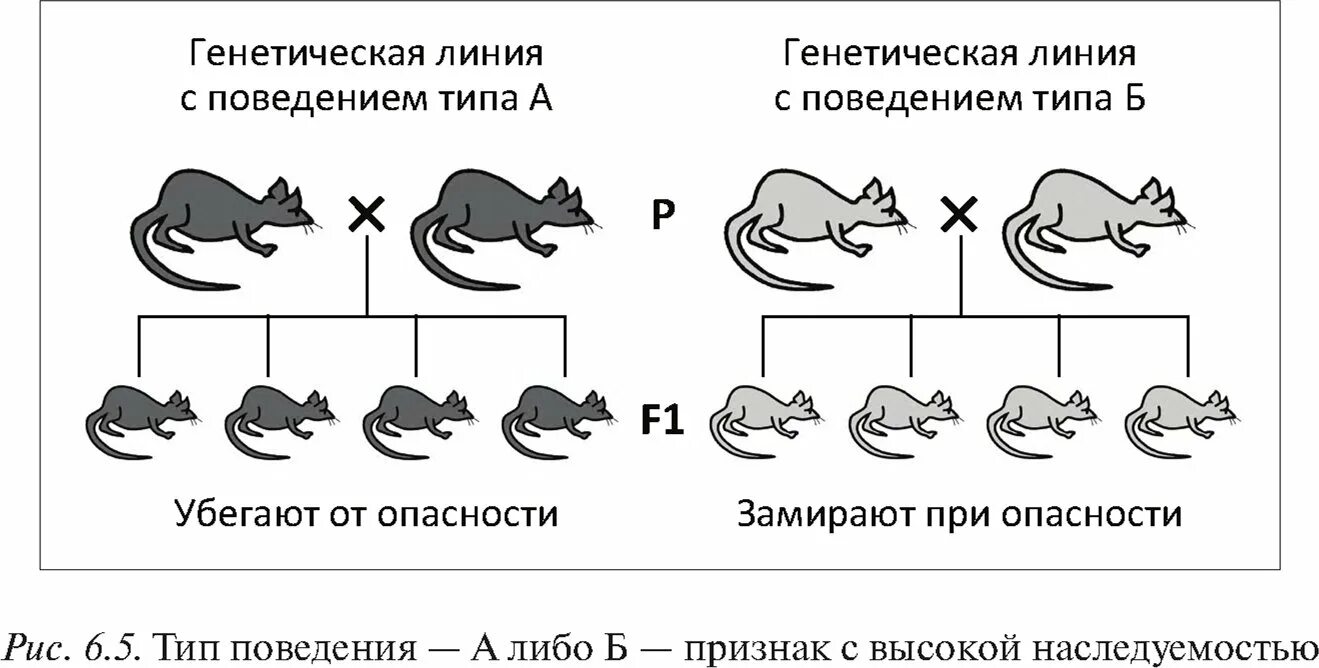 Генетические основы поведения. Генетика поведения животных. Генетические основы поведения животных. Генетический поведение.