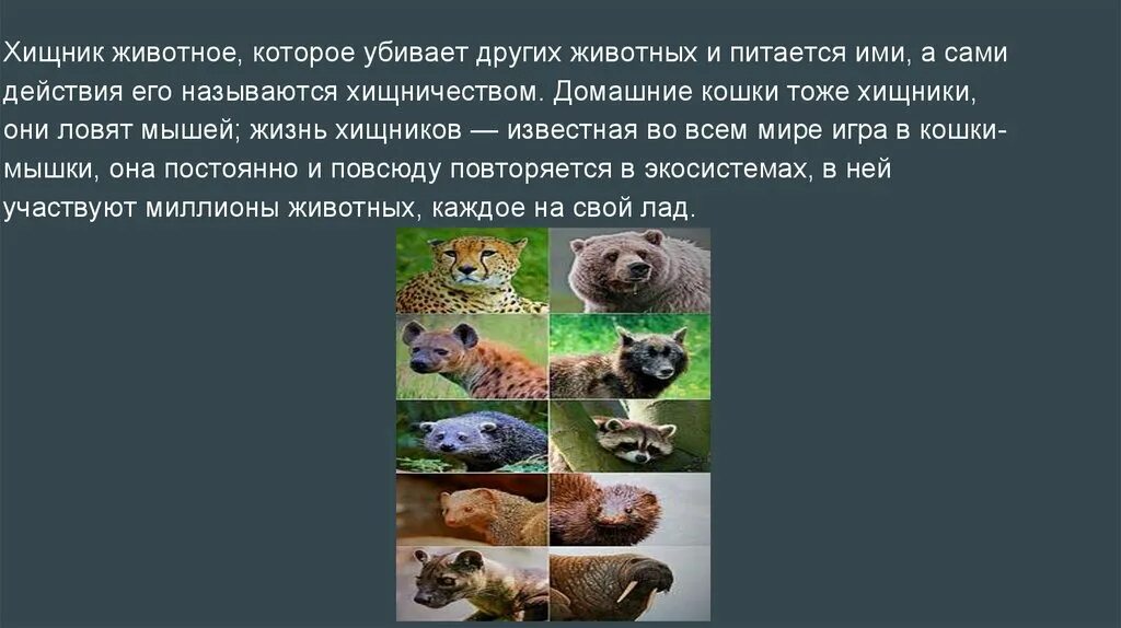 Значение хищных животных. Значение хищных в природе и жизни человека. хищные животные 3 класс. значение хищных в жизни человека. ю.к.школьник хищные животные.
