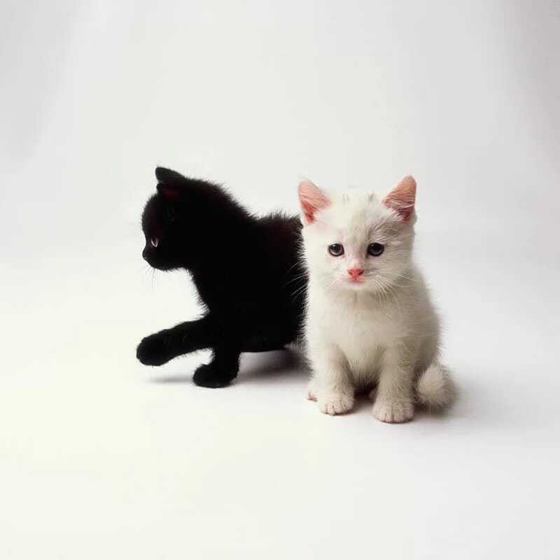 Полюби нас черненькими а беленькими. Белый котенок. Котята чёрно белые. Черный и белый котик. Милые котята бело черные.