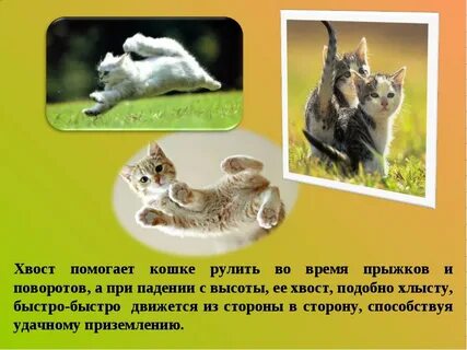Что кот делает хвостом