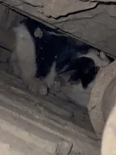 Кошка застряла в консерве
