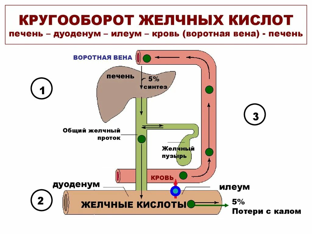 Печеночно кишечная регуляция желчных кислот. Схема образования желчных кислот. Схема циркуляции желчных кислот. Схема синтеза желчных кислот. Желчные кислоты печени