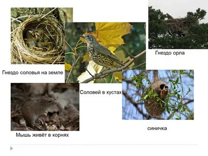 Гнездо орла текст