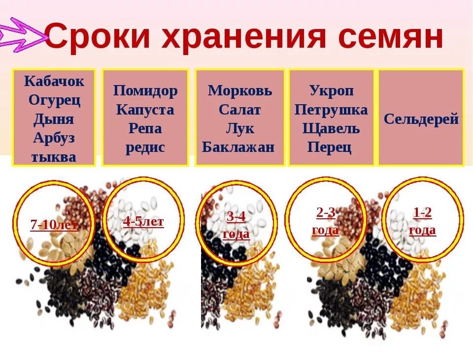 Сохранить семена томатов