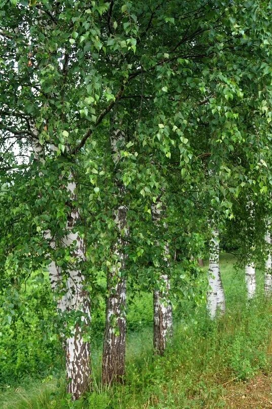 Средний березка. Береза. Красивая береза. Березы России. Фотографии березы.