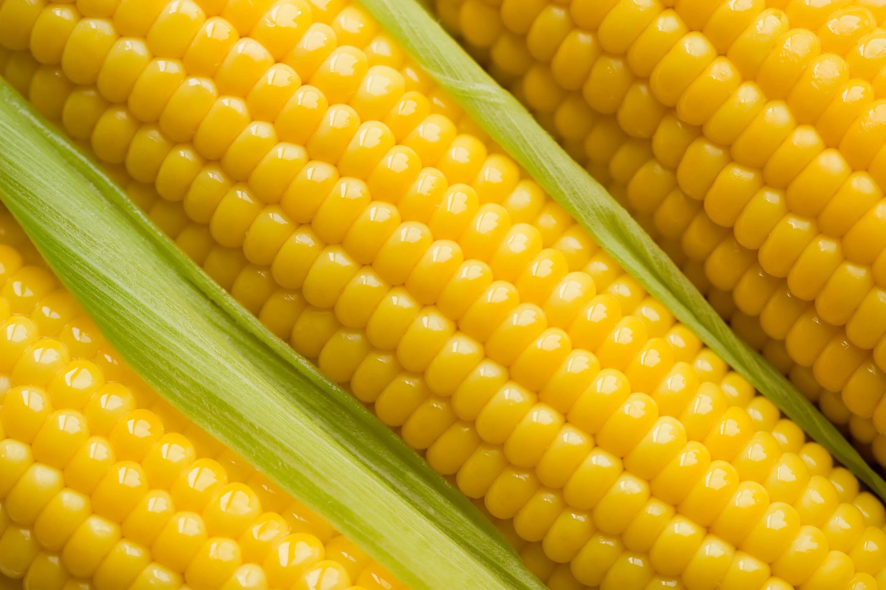 Фото кукурузы