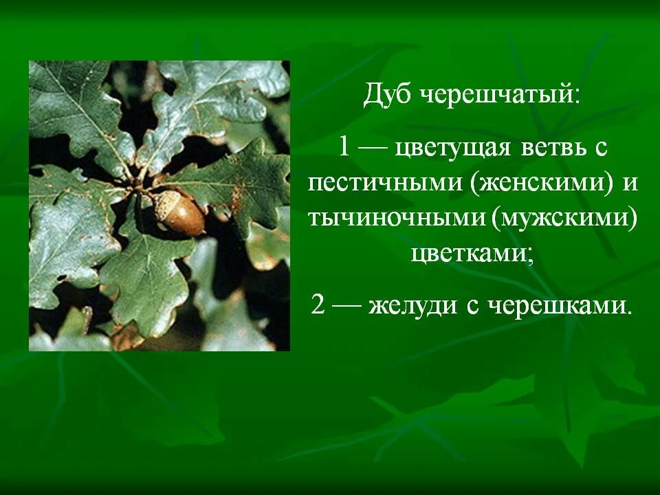 Дуб черешчатый систематика растений. Голосеменные дуб черешчатый. Дуб черешчатый цветки. Диаметр дуба черешчатого