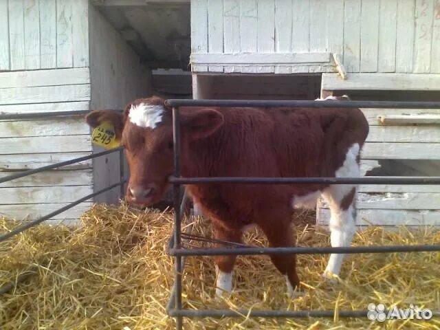 Ферма для герефордов. Бычки герефорды, белоголовые. Авито ставропольский край животные. Бык казахской белоголовой породы. Авито ставропольский край бычки.