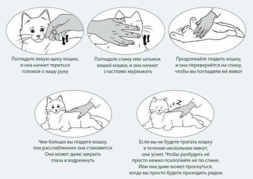 Мурчание котика. Почему кошки мурличать. Почему кот мурлыкает. Попочему кошка мурлыкает. Как коты мурлыкают.