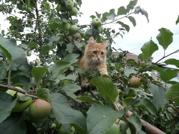 Кот Садовод. Кот садовник. Яблоня соседа. Котейка огородник. Соседи яблони