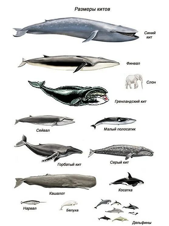 Самый большой кит размеры и вес. Большой синий кит Размеры и вес. Финвал китообразные. Гренландский кит вес. Гренландский кит строение.