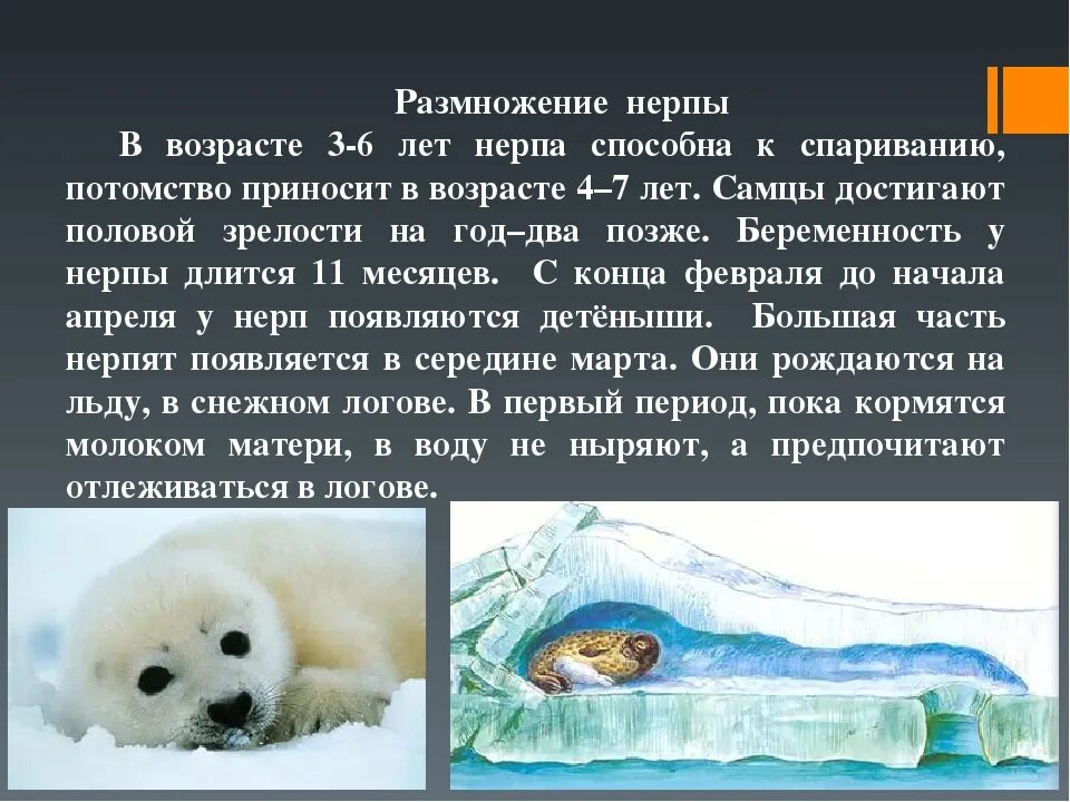 В какой среде обитания живет нерпа. Нерпа. Нерпа информация. Образ жизни тюленей. Байкальская Нерпа.