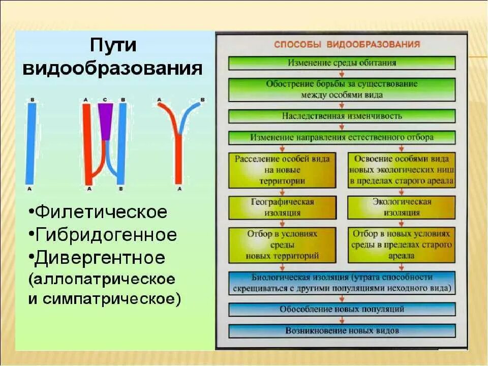 Видообразование презентация 9. Способы видообразования биология 11 класс таблица. Способы видообразования таблица 11 класс. Основные пути видообразования биология 9 класс. Механизмы видообразования таблица.