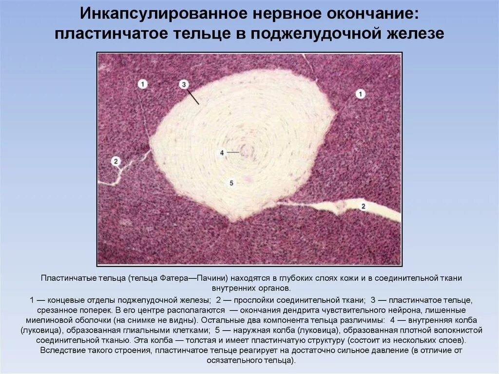 Пластинчатые тельца фатера-Пачини препарат. Пластинчатое тельце фатера-Пачини гистология препарат. Тельца фатера Пачини гистология. Тельце фатер Пачини гистология препарат.