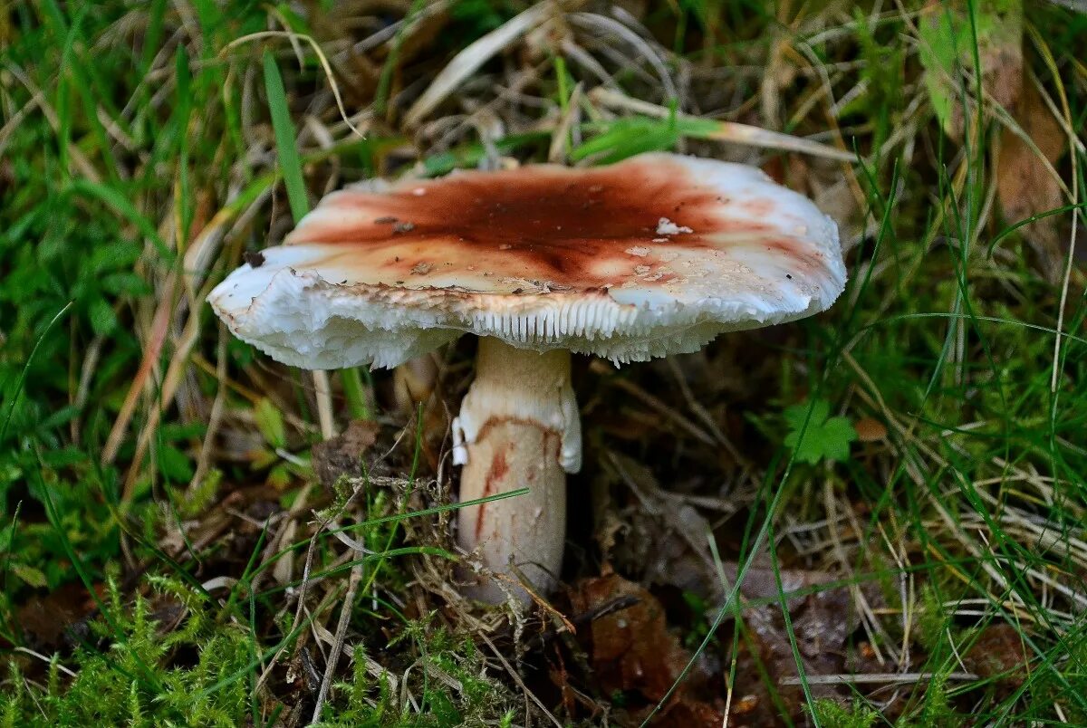 Съедобные грибы удмуртии фото. Съедобные грибы удмуртии фото. Clitocybe pruinosa. Съедобные грибы удмуртии фото. Моховик красный xerocomus rubellus.